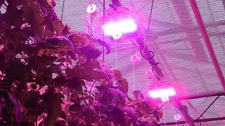 Greenhouse Lighting: Bright Lights, Big Produce