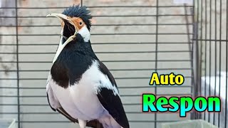 Pancingan Jalak Suren Auto RESPON Full Variasi OCEHAN - Masteran Suara Burung Jalak Gacor Full Isian