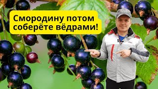 картинка: Подкормите ТАК чёрную смородину осенью и летний урожай вас удивит!