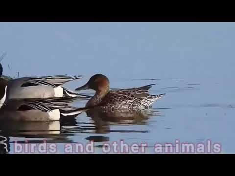 Pintail (Anas acuta)