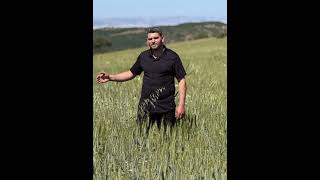 Yusuf Yiğit - Kimse Kalmamış