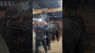 “Friesian Horse Nero Gets His Teeth Fixed! Unexpected Reactions at the Dentist!”