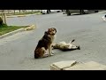 Male dog desperately begged passerby to help his partner he cried watching her going to end