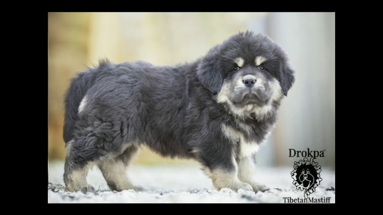 drokpa tibetan mastiff