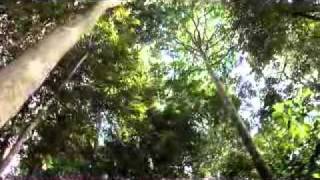 Tiger conservation through camera traps, Mila's story