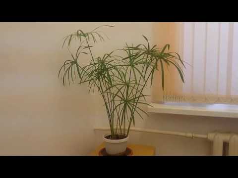 Video: Cyperus: Care And Reproduction