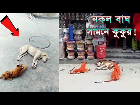 ভিডিও: কিভাবে একটি কুকুর জন্য একটি কুঁচি নির্মাণ করতে