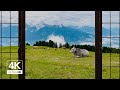 4k swiss alps with cows window view  relaxing calming ambience