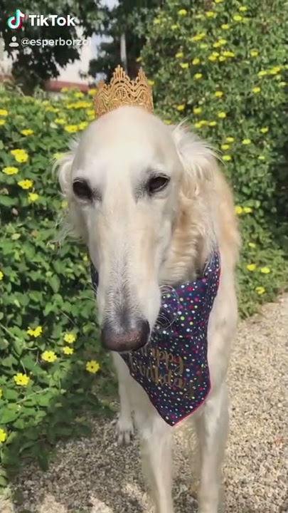 My little Russian girl’s Birthday - tiktok esperborzoi
