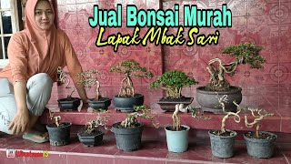 CEK HARGA  BONSAI DIRUMAH MBAK SARI