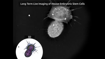 Long Term Live Imaging of Mouse Embryonic Stem Cells