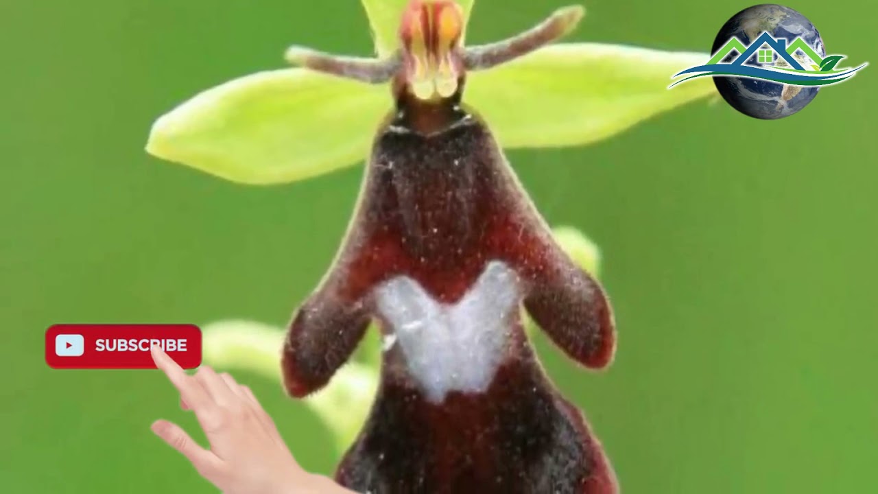FLY  Orchid