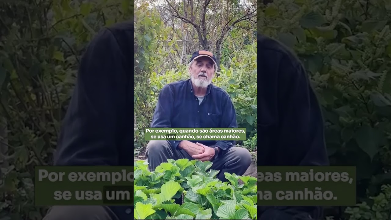 Como Proteger as Plantações dos Pássaros