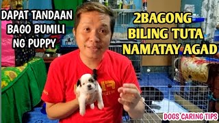 GUIDE SA PAGBILI NG ASO PARA MAKAIWAS SA PARVO VIRUS AT DISTEMPER.