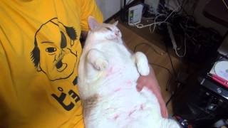 【きょうのきーにゃん】ヤル気なしの猫になった理由