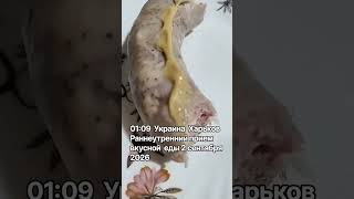 что же выбрать торт или мясо харків
