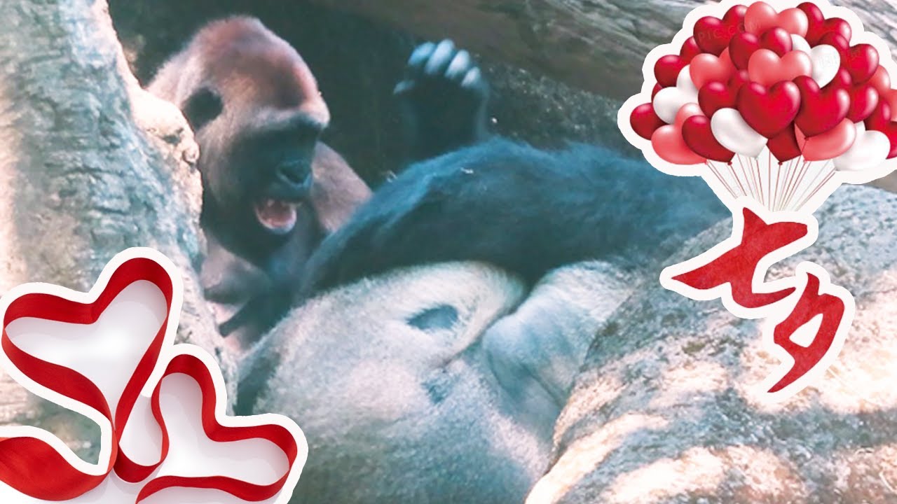 金剛猩猩Tayari對老公的有趣互動Say Love! Naughty Tayari and silverback D'jeeco#金剛猩猩 #gorilla