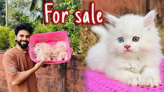 Persian kittens for sale 😻 | Quality kittens | Persian cat | White persian cat | Persian cat price