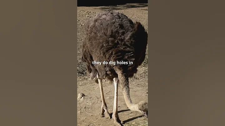 Ostrich Myth Busted! Do They Really Hide Their Head? #facts #animals #shorts  #animalcuriosities