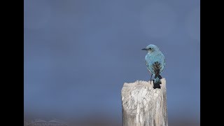 Neil Young - Beautiful Bluebird