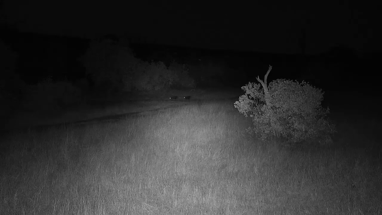 camera iphone 8 plus apk Djuma: Two White-tailed Mongoose - 19:30 - 06/17/19