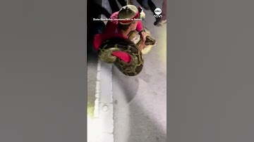 19-foot Burmese python caught in Florida | ABC News
