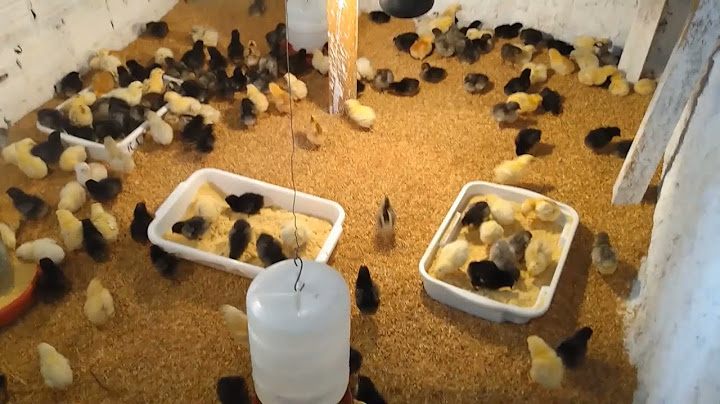 🐤🐥 GLC: Cuidados com os pintinhos nos primeiros dias de vida, dicas...