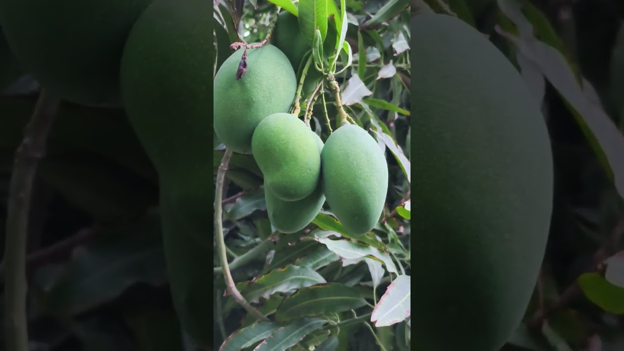 التسميد و الإضاءة