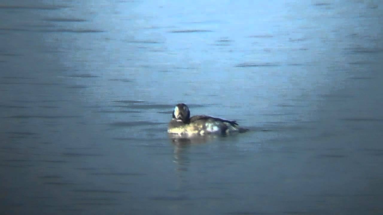 photography en español Long-tailed Duck
