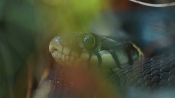 Lindworm  The Lazy Dragon of Norse Legend