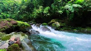 Crystal River Calm β Relaxing Water Flow & Soothing Forest Cascade for Relaxation