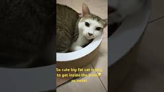 So cute big fat cat 🐈