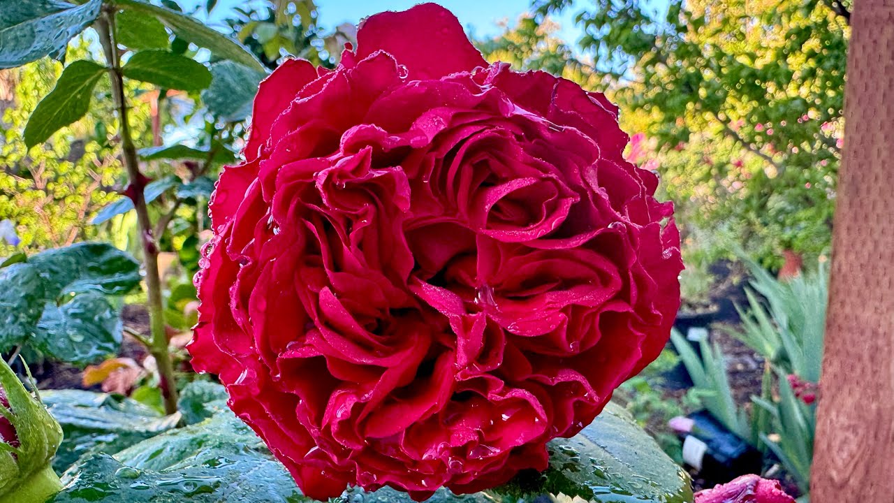 happy roseです。 Janice Kellogg Rose Spring 2026 - YouTube