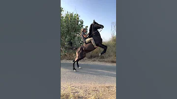 دهم الخيل ملوكها 