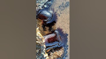 poisonous sea anemone😱#venomous #deadly #anemone #coralreef