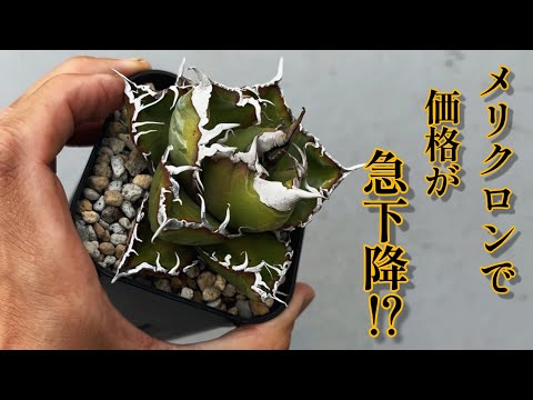 OC and TC strains] Considering the differences, characteristics