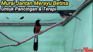 BURUNG MURAI BATU JANTAN MERAYU BETINA