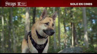 Strays TV Spot #12 - F Words