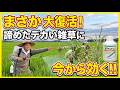 【中干し除草】手遅れ寸前の大草をスパッと枯らす！ロイヤント乳剤の正しい使い方