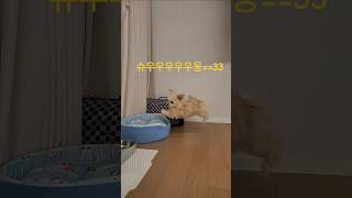 하우스 교육 완료 #율무 #율무우네 #강아지 #강아지일상 #하우스교육 #말티푸 #4개월강아지