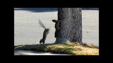 Young Squirrels Playing Together ~ Cute Chasing & Fighting ~ Nature Shared