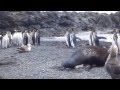 Acoso Polar - León Marino Acosando Pinguino Rey