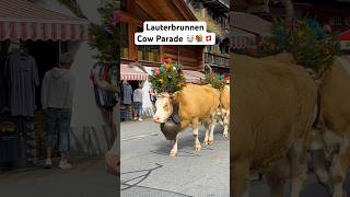 Cow Parade (Alpabzug) In Swiss Village 🐮🇨🇭💐 #Lauterbrunnen #Switzerland #Swissvillage #Swissalps