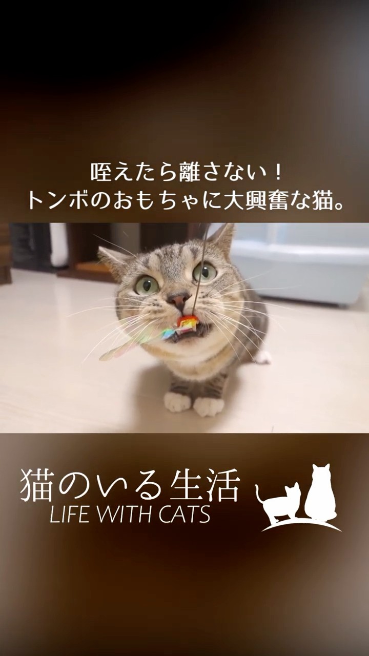 【猫が居る生活】 Life with Cats - YouTube