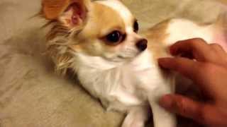 Tiara 20150104 6 Chihuahua
