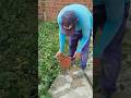 o quintal ficou um brinco #obra #pedreiro #construção #youtubeshorts