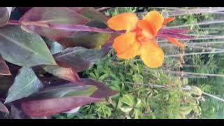 Turuncu Tesbih Çiçeği Canna Indica Bronze Orange