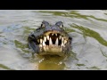 Jacaré devora piranha - Pantanal