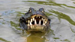 Jacaré devora piranha - Pantanal Resimi