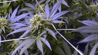 Cannabis update #8 Nutrients, Transplants, Veg and flower & tester strains #Jungletribe